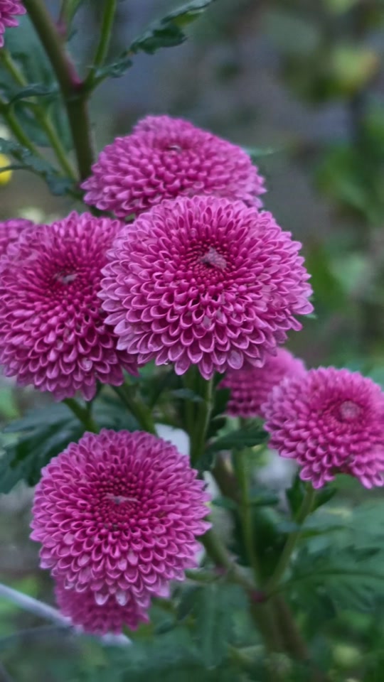 @Zoğa