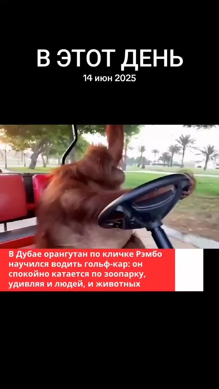 @🐈⬛Кошка🐈⬛
