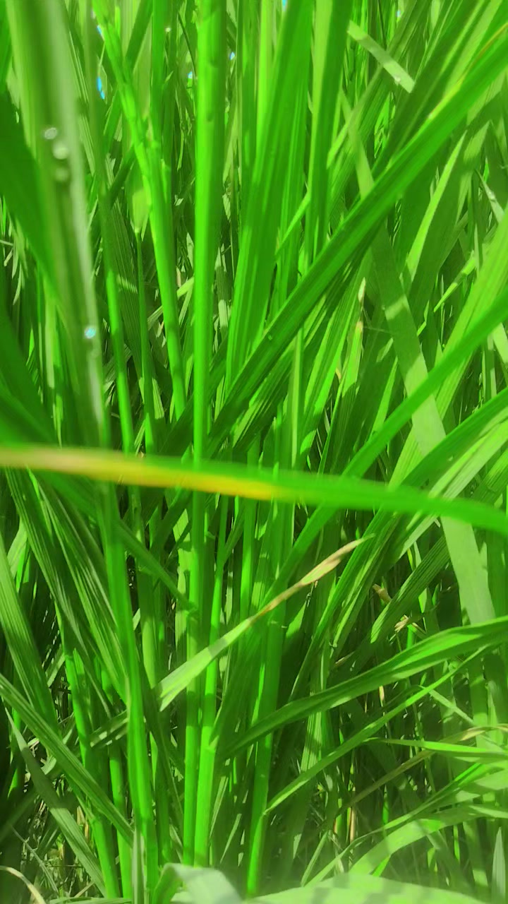 @🥷Mahi(@$)🥷