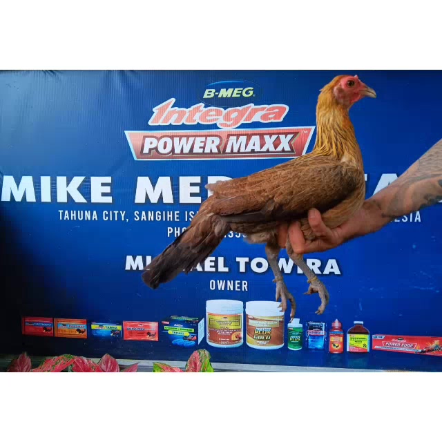 @MichaelTowira