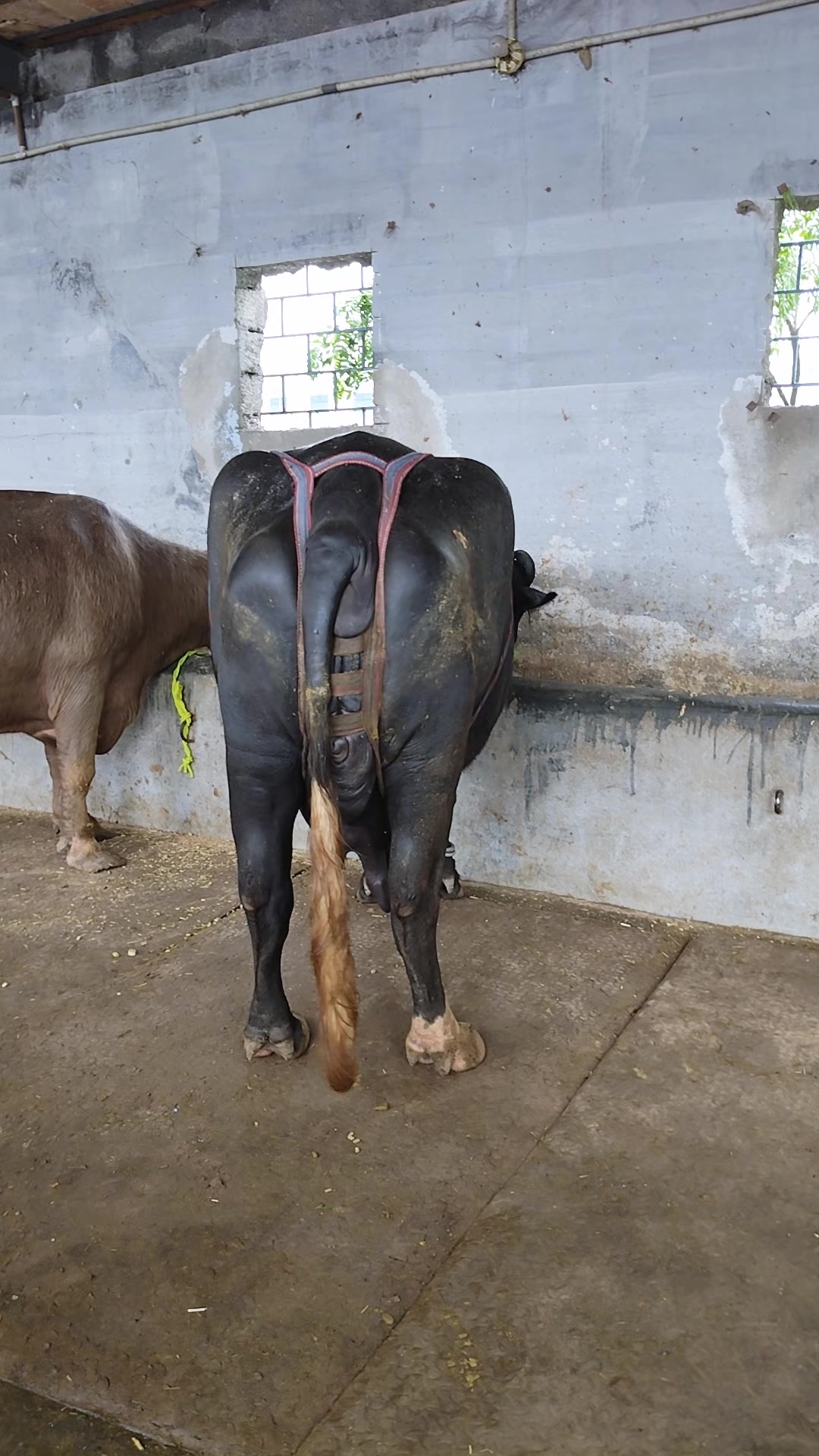 @💖🐄یوسف خان گوندل الہ 💖🐄