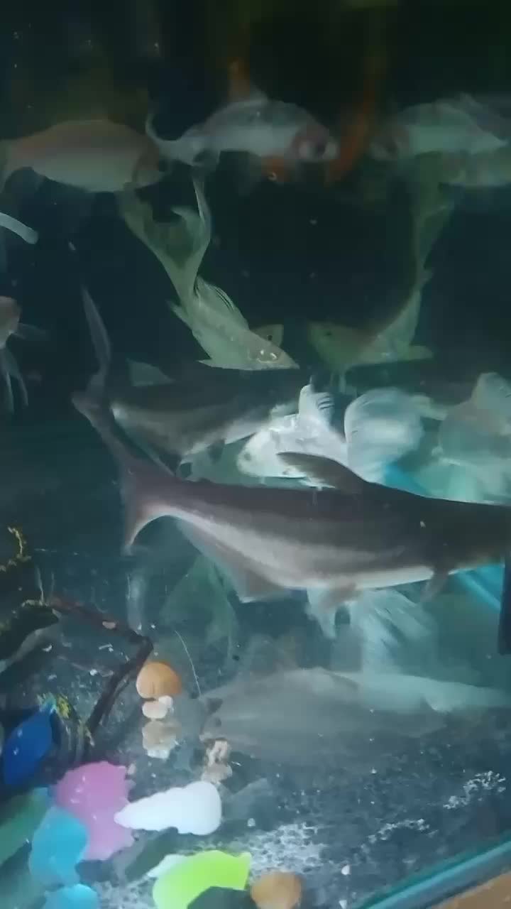 @hamro aquarium