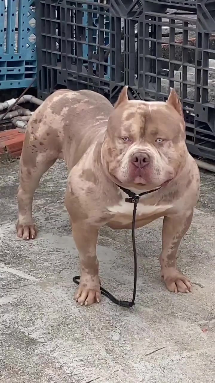 @Brazilian Bull