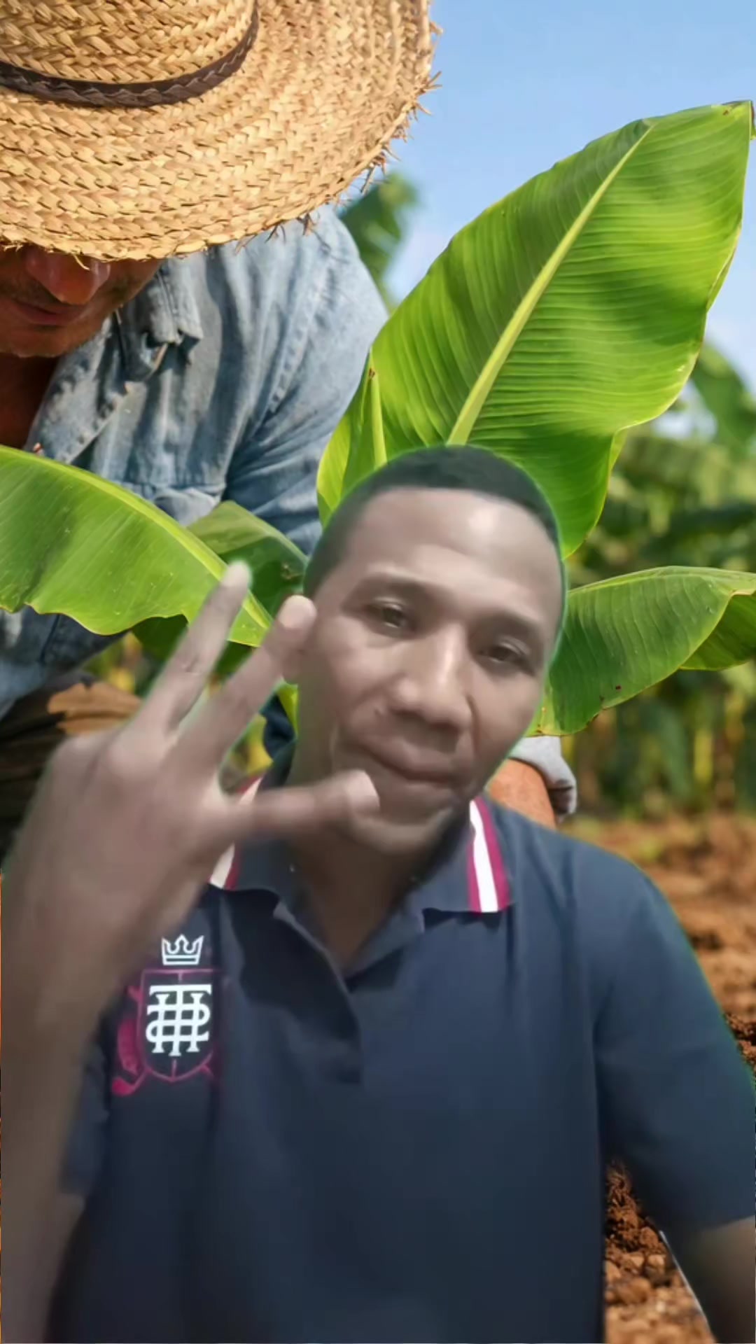 @Agricultura Banano y Plátano