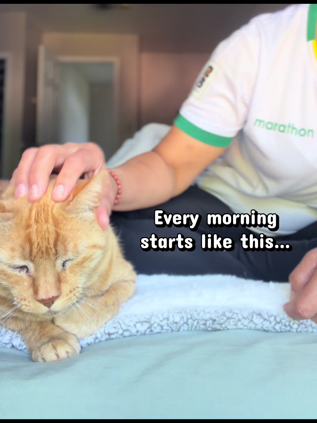 @POLLITO CAT