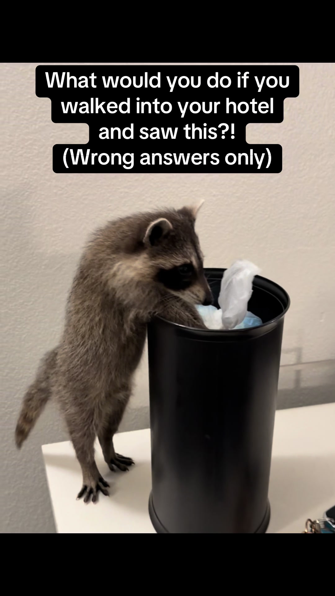 @snacky_chan_the_raccoon