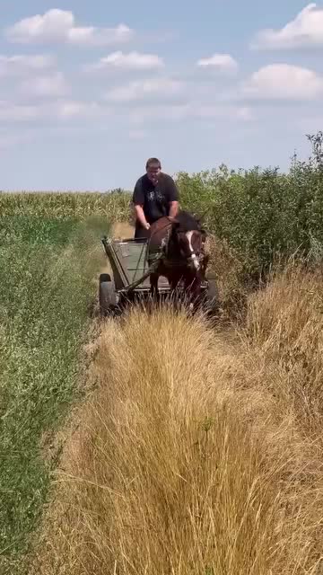 @Mihai boț