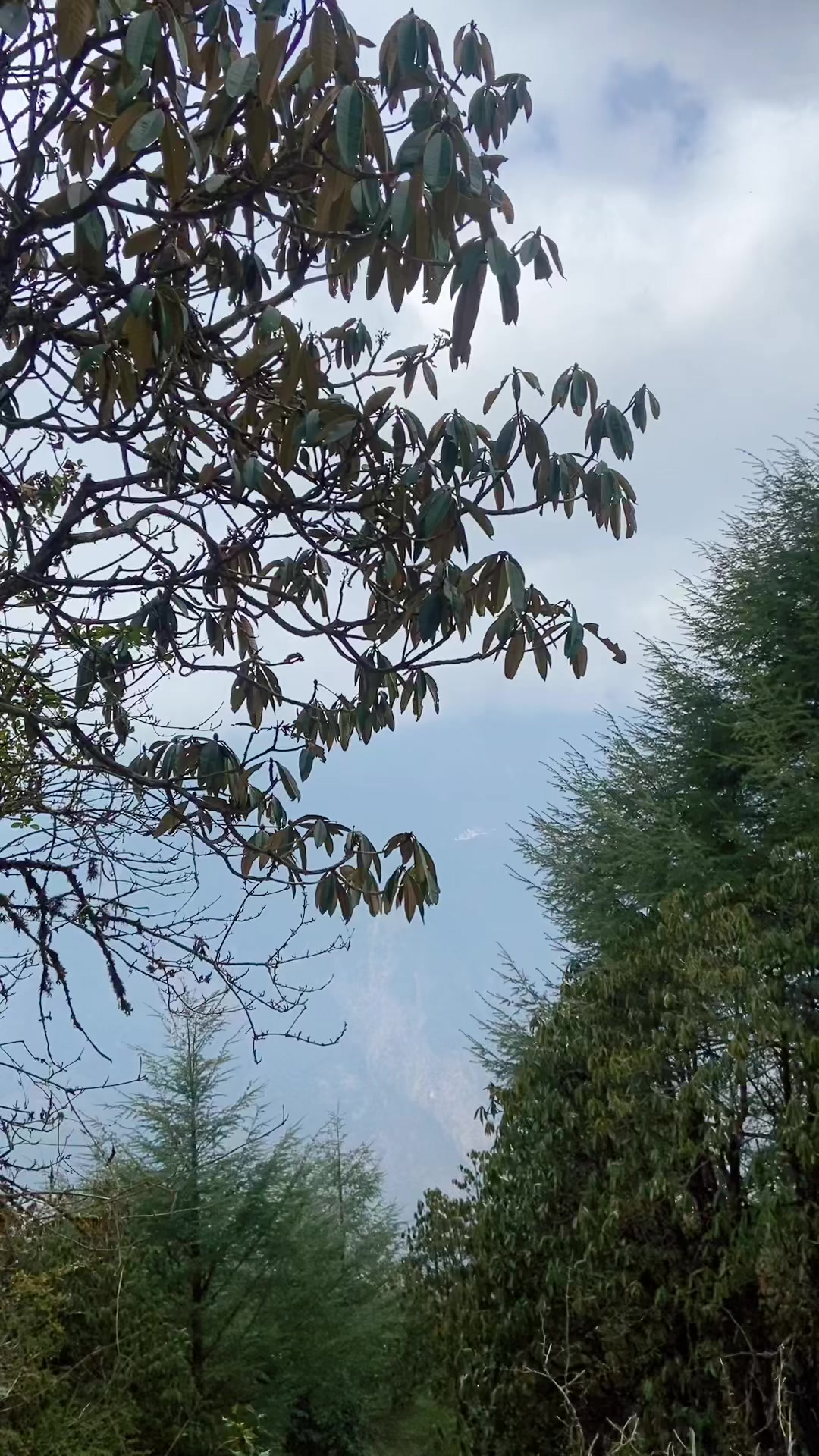 @Reena Lama