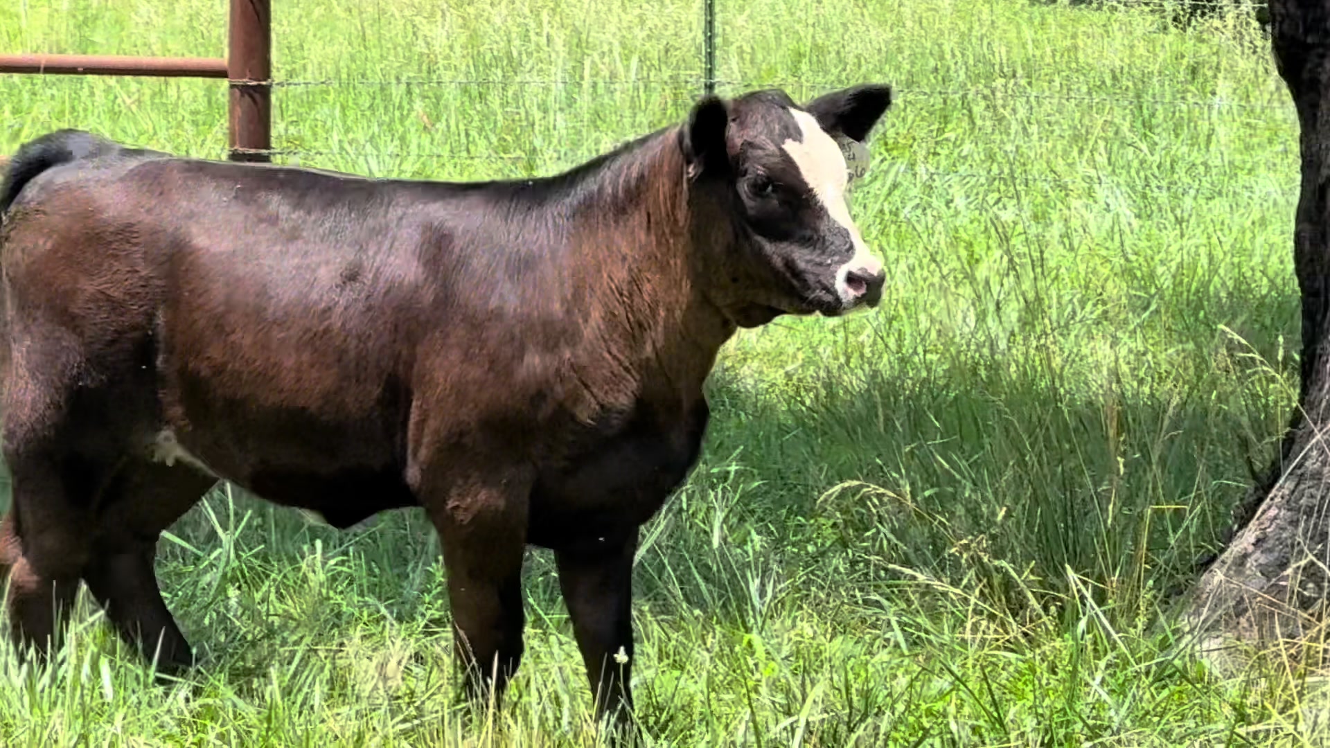 @Massey Land & Cattle
