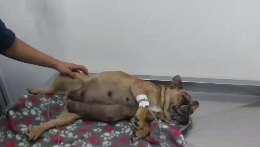 @Veterinaria Dr. C.A.M. Vet 🐩