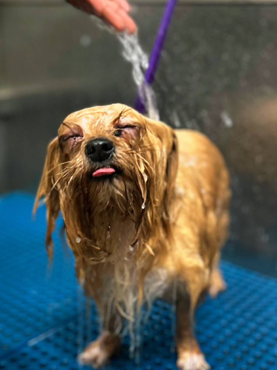 @Petness_Wandererhub