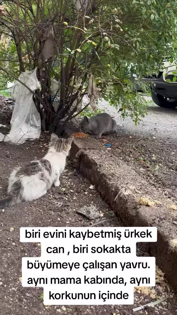 @MAVİİ🐾ALİŞŞ