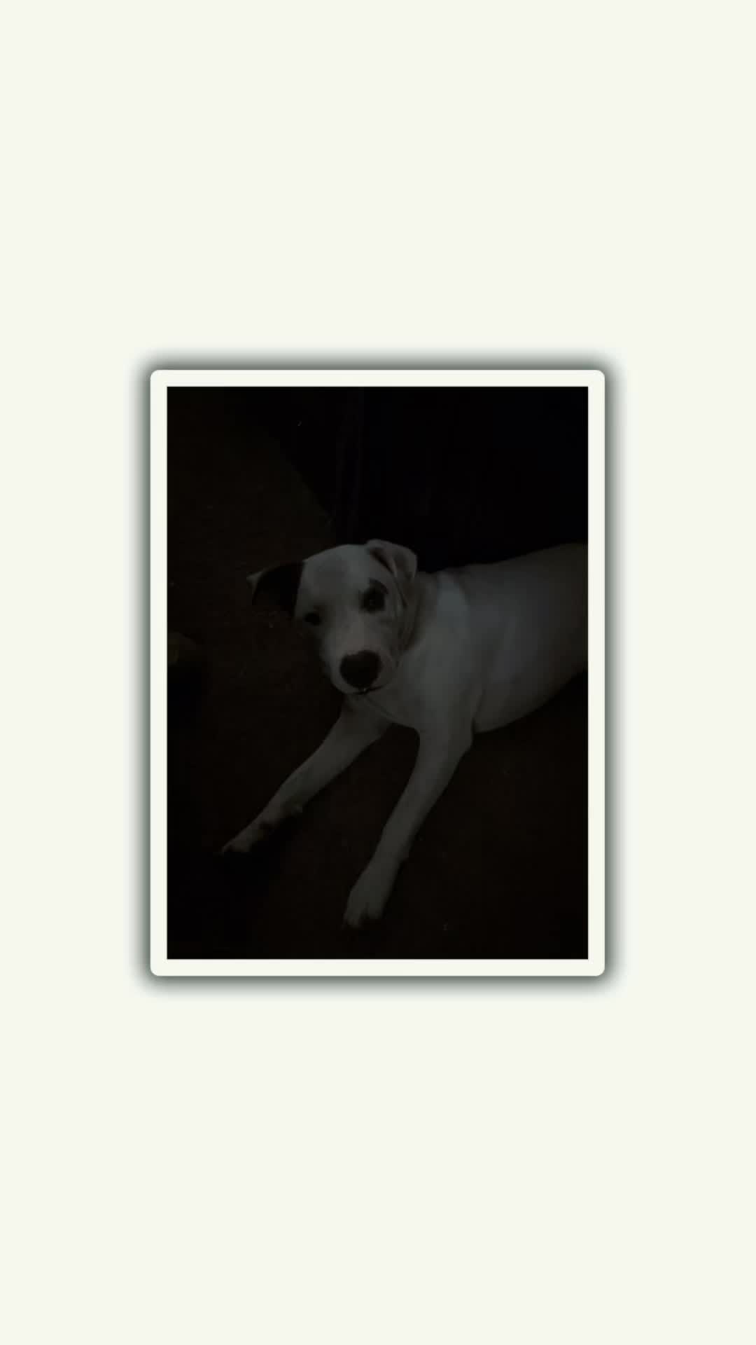 @PittieMom