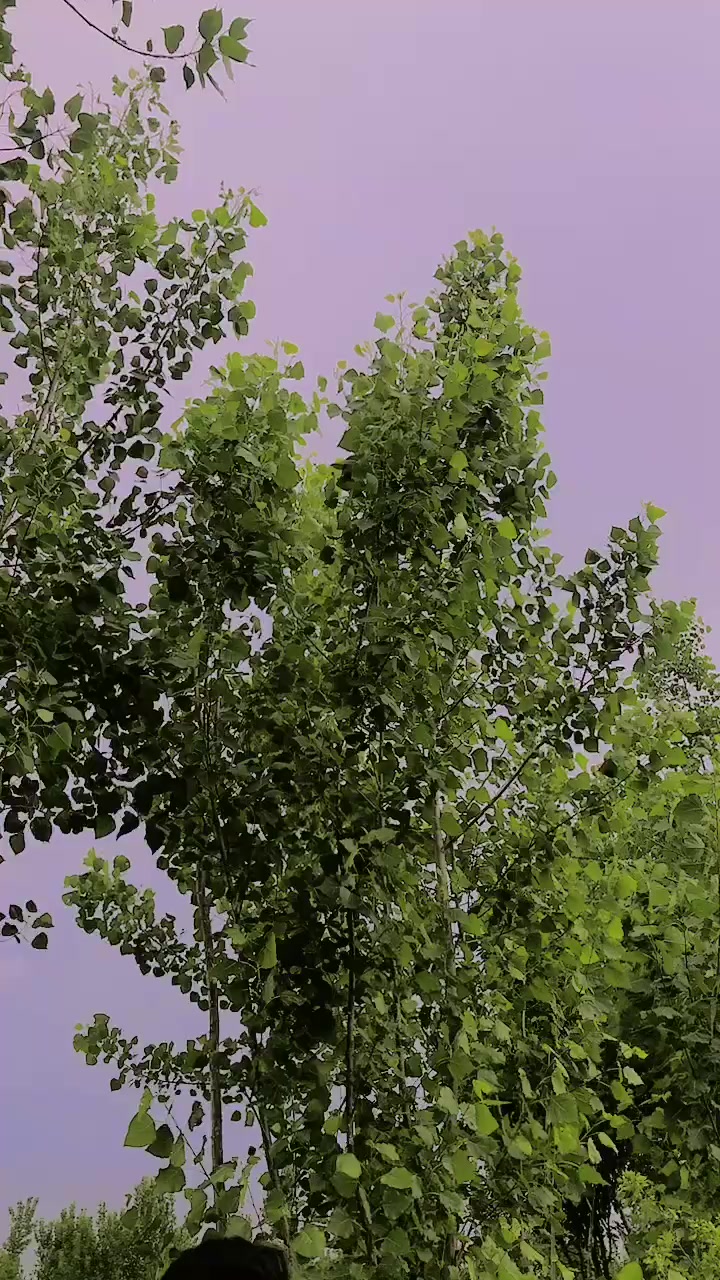 @𝑃𝑎𝑗𝑎𝑔𝑔𝑖 𝑘𝑖𝑛𝑔
