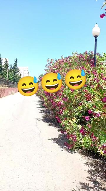 @Djallal Algérie 🇩🇿🇫🇷