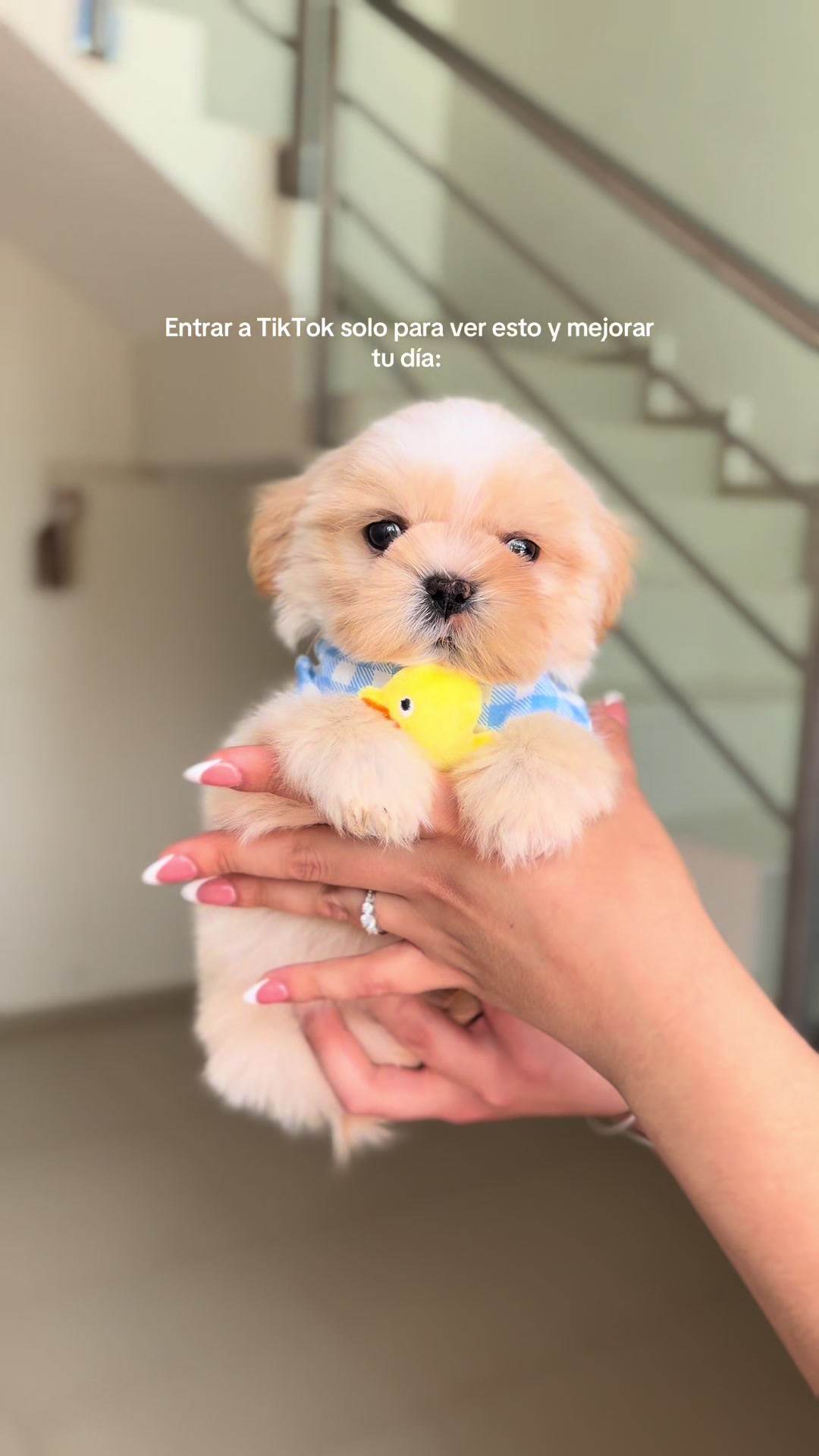 @CachorrosminidgoMX