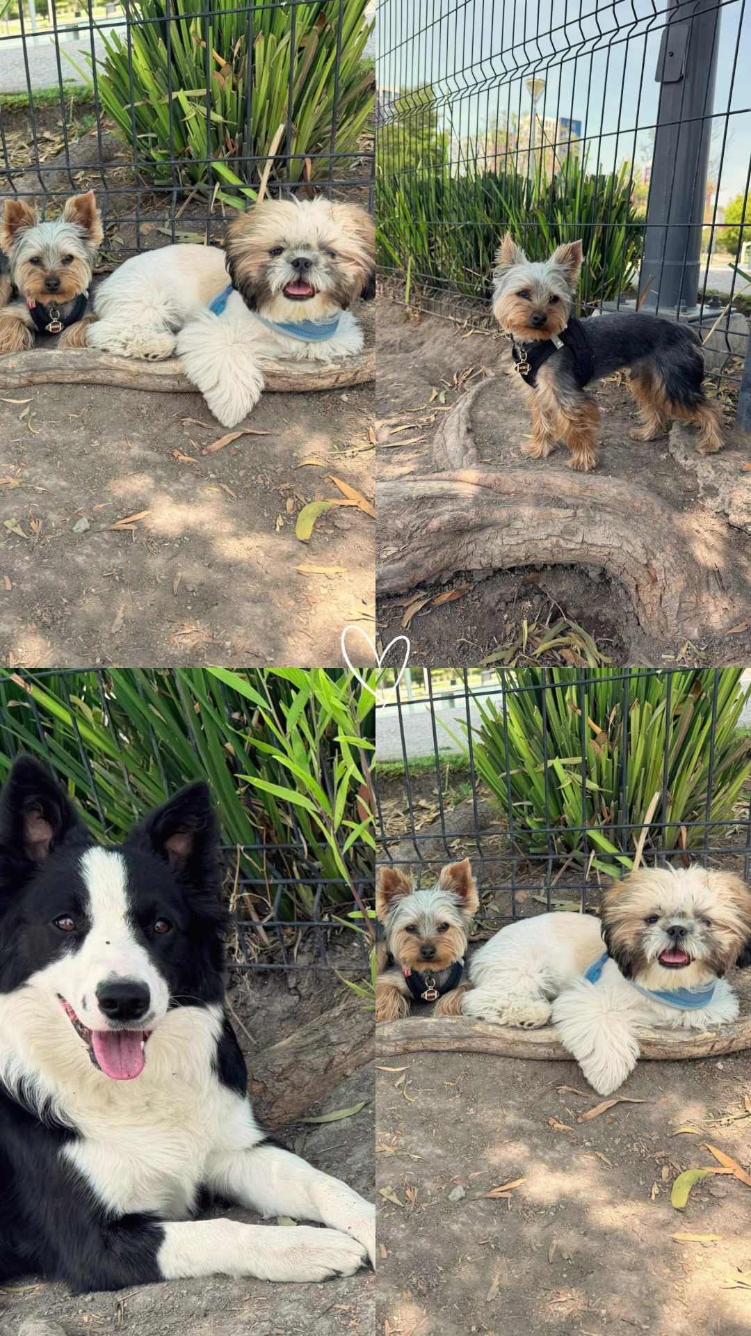 @HeyCosmopaws!
