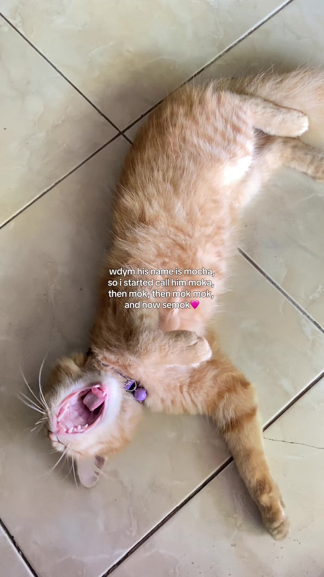@gitarolla