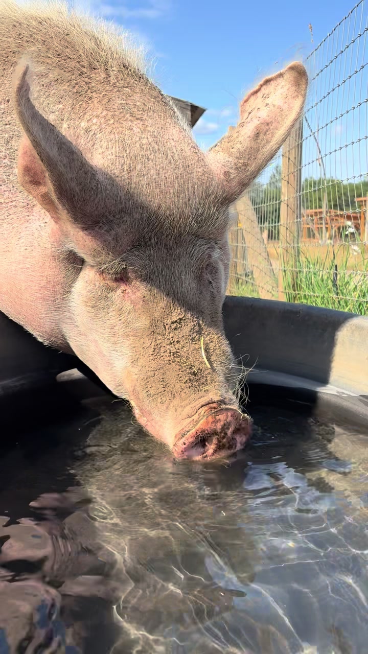 @Home for Hooves 🐽