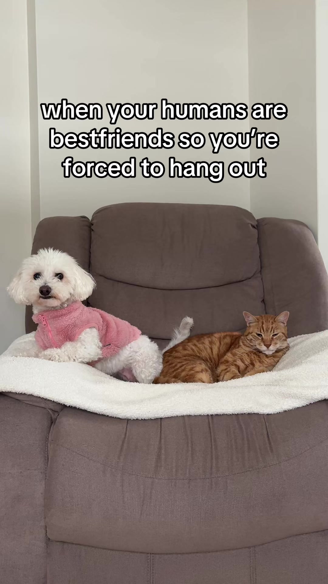 @Spicy The Dog