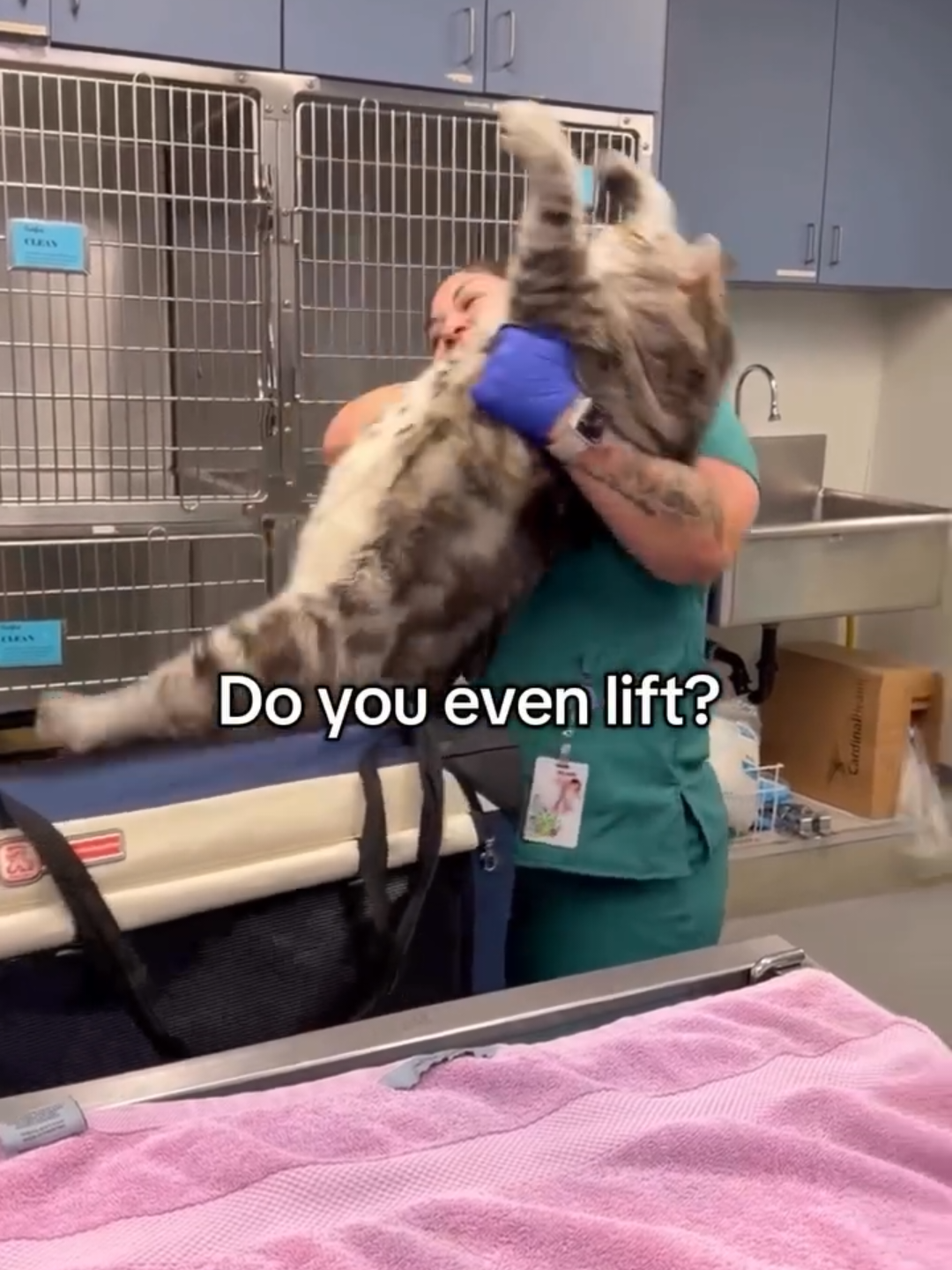 @Chonky World Of Cats