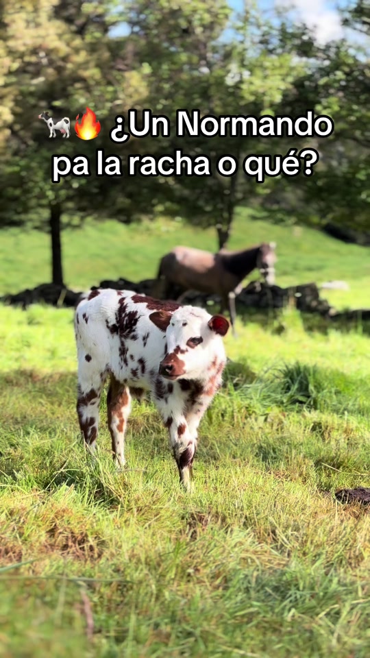 @MiGanado-Boyacá