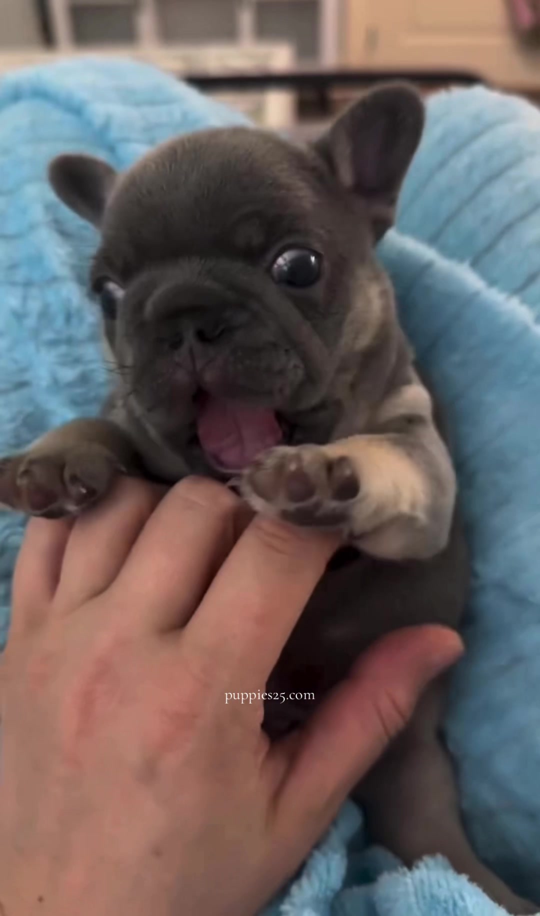 @PAWFECT