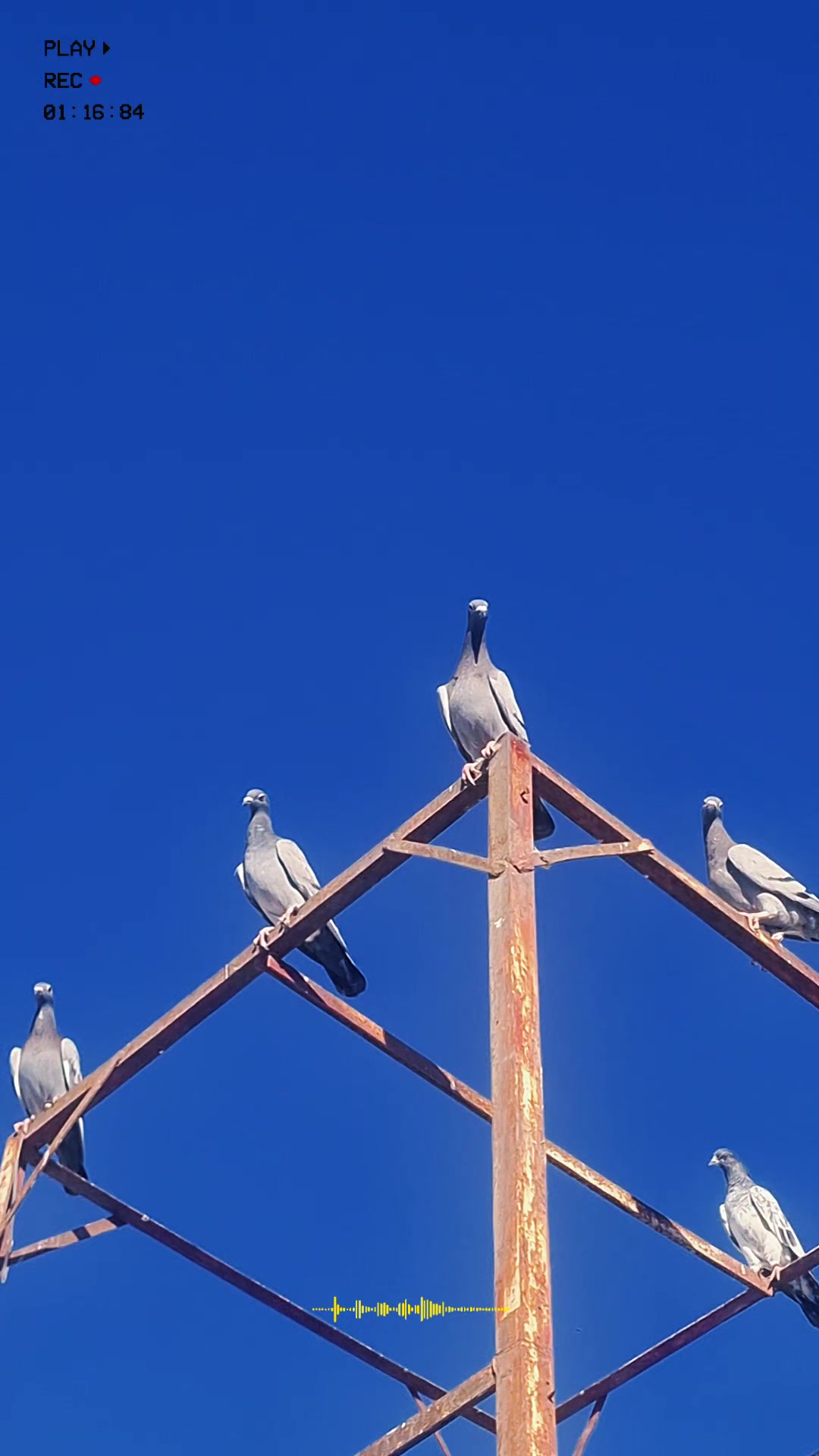 @Pigeons Tv