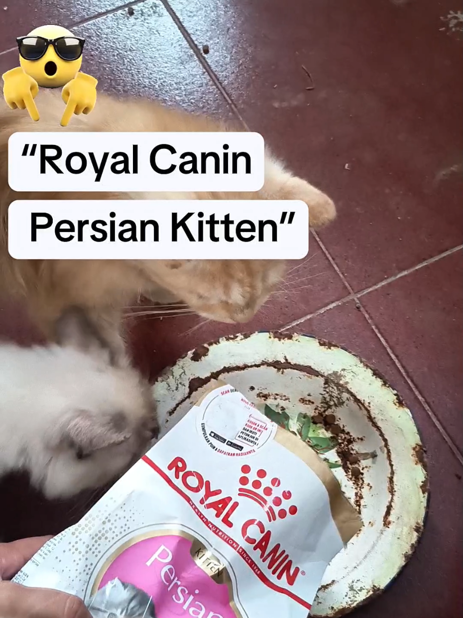 @Medayo Petcare