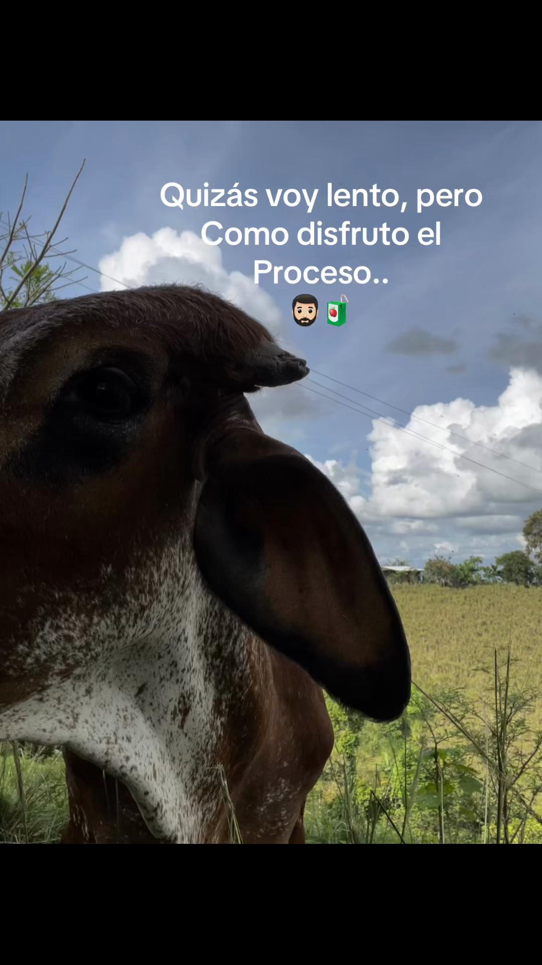 @Chocolate_
