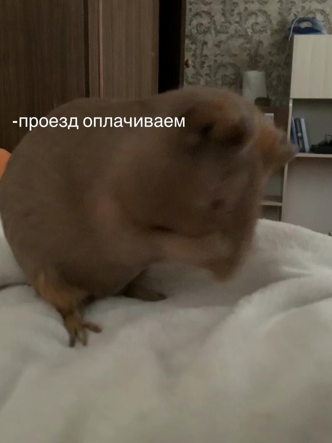 @Shepelevaa