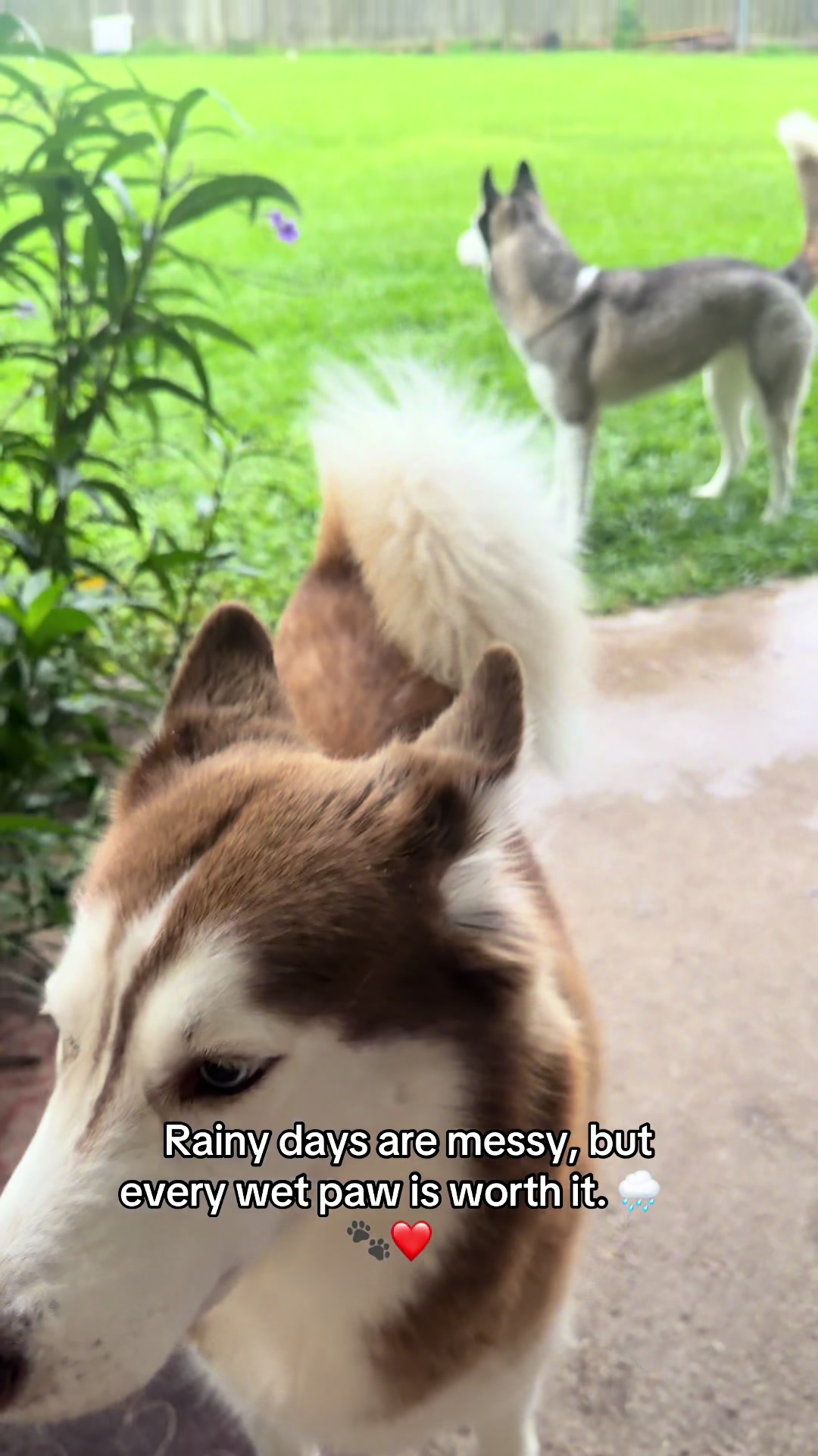 @Thresher_Huskies