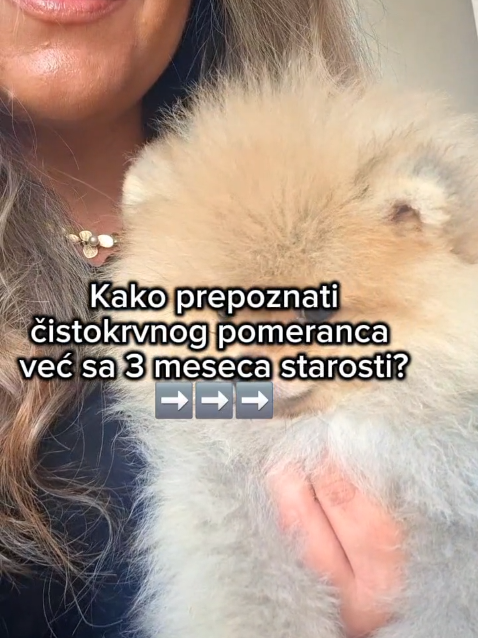 @Princess Candy Pomeranian