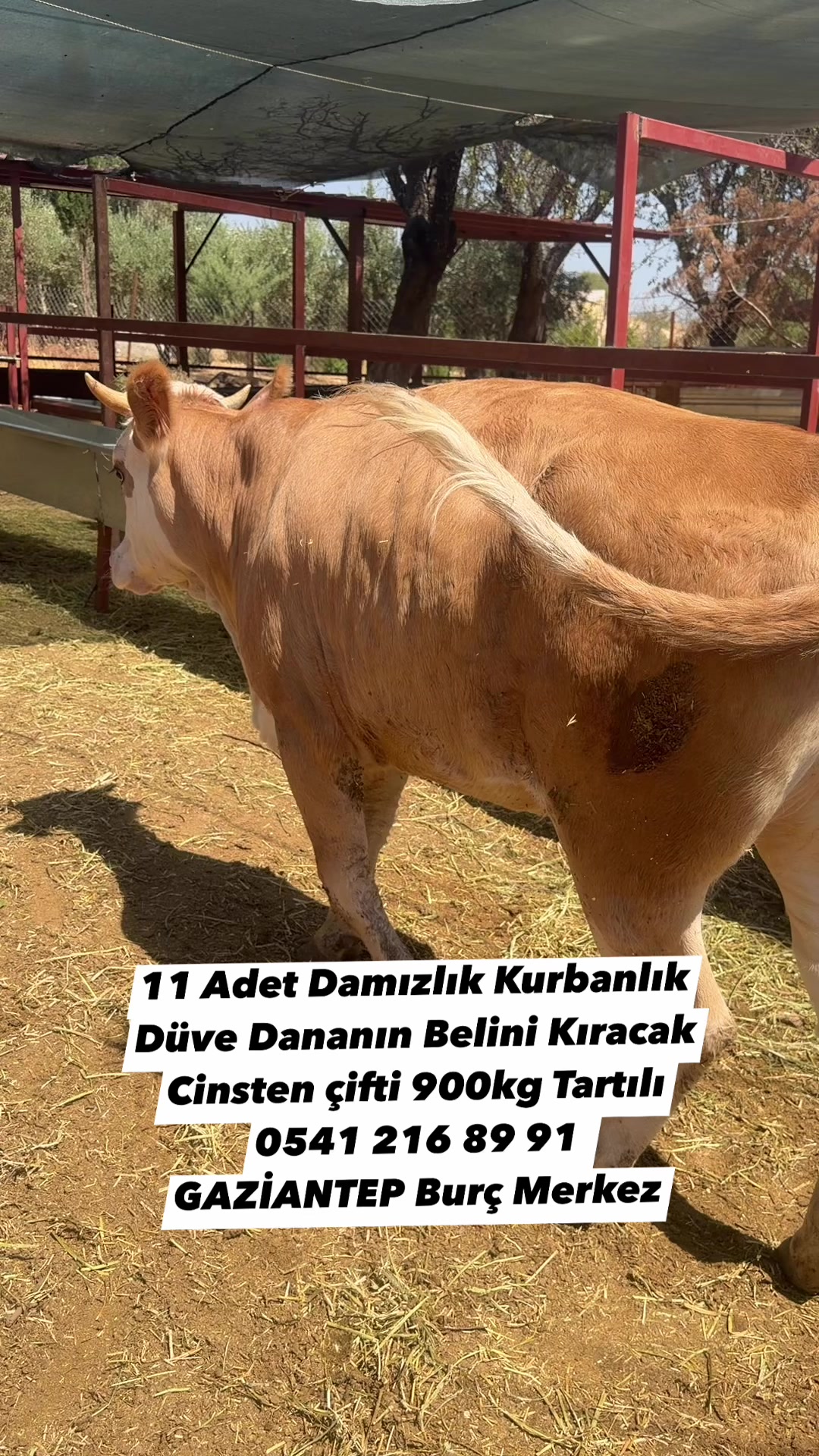 @Cemil Tekkanat