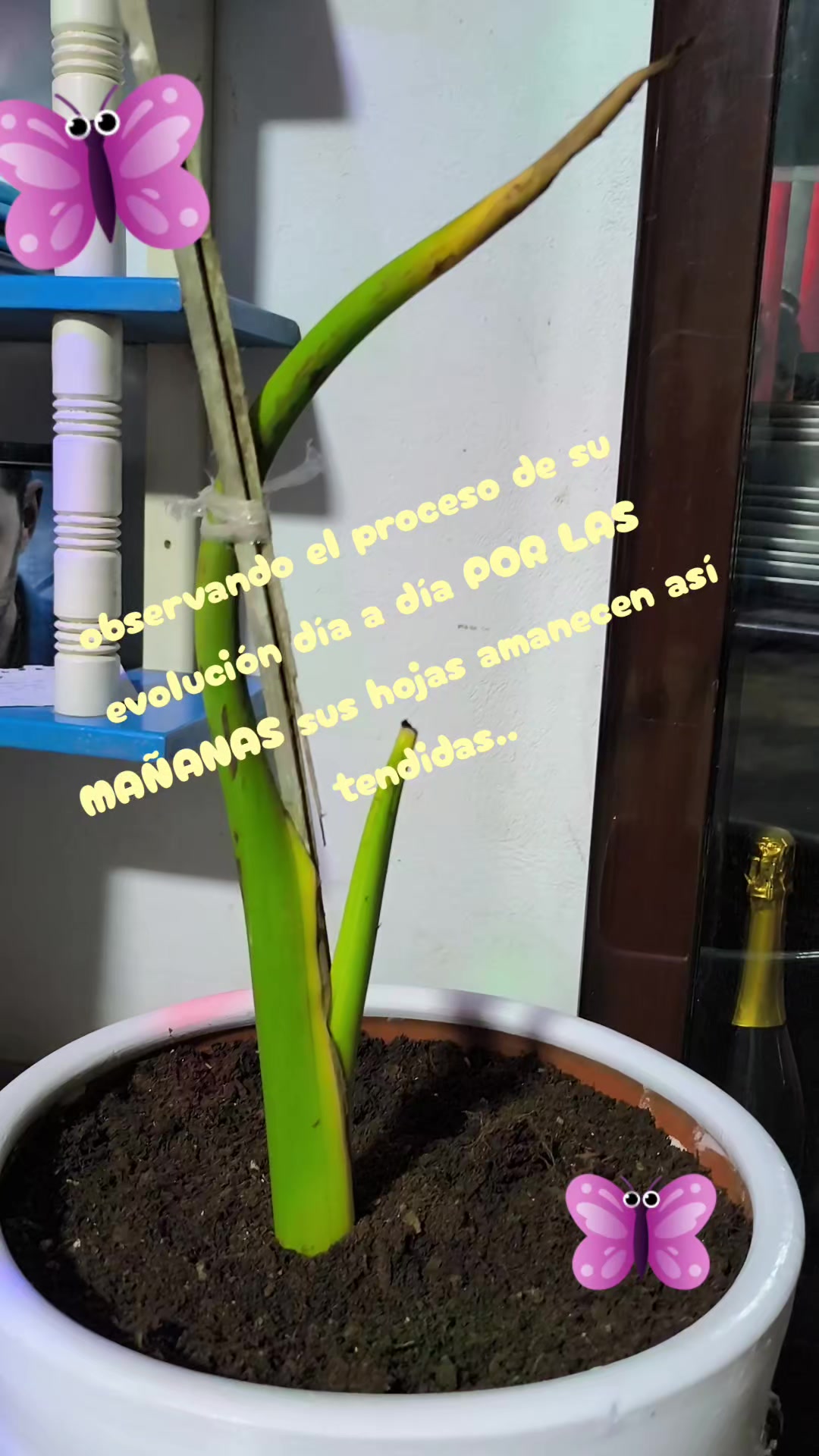 @HELEN❣️ 🐝🦋 RAYO DE LUZ 🦋🐝