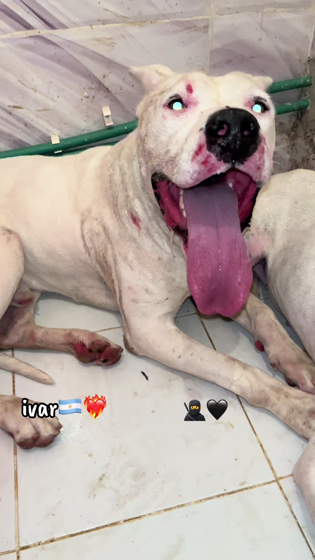 @DOGO ARGENTINO R.A.S🇦🇷🔥
