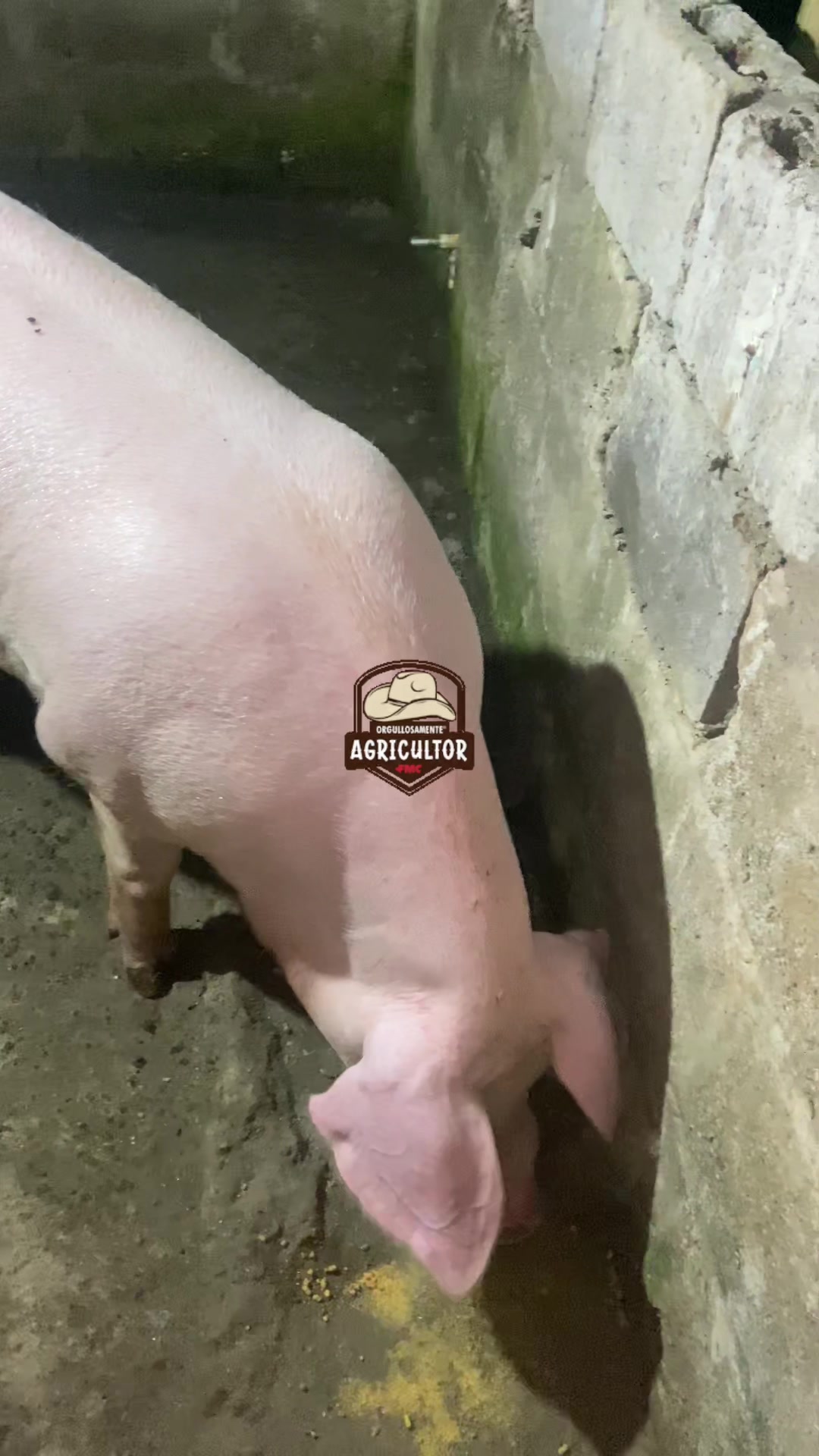 @🧑&zwj;🌾🤎🌱PAPA XEU🧑&zwj;🌾🤎🌱 C-4