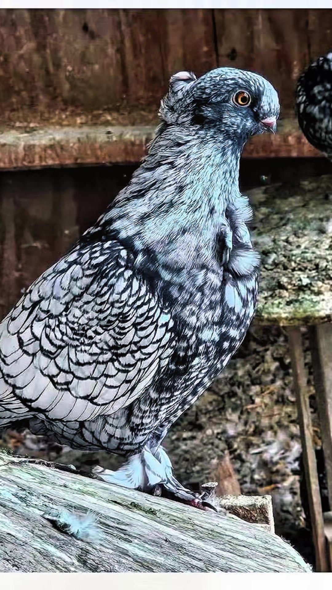 @Pigeons Tv