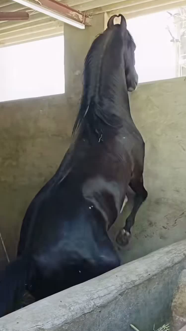 @شوق۔ پنجاب دا🐴🐴