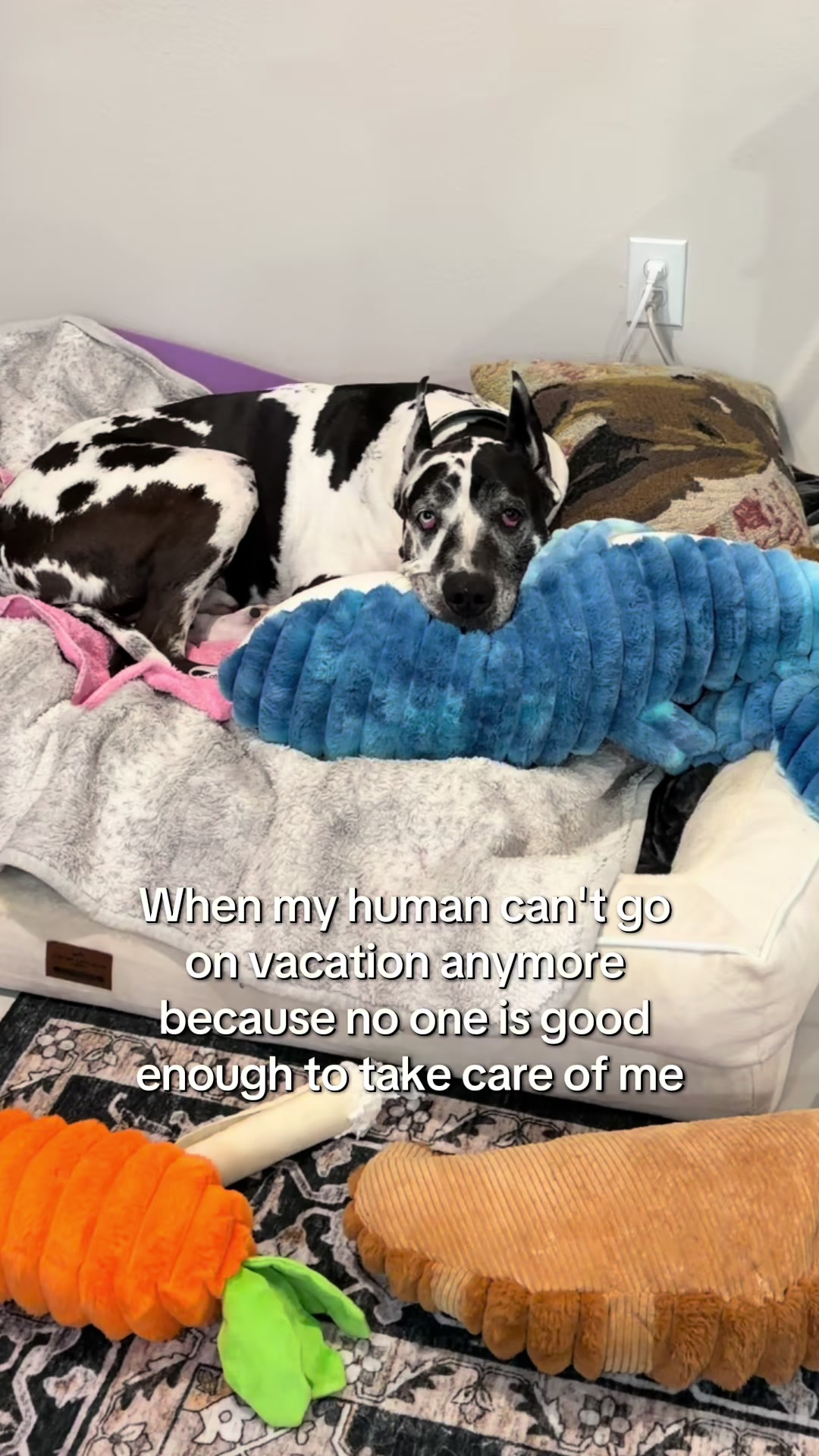 @Greyson the Great Dane