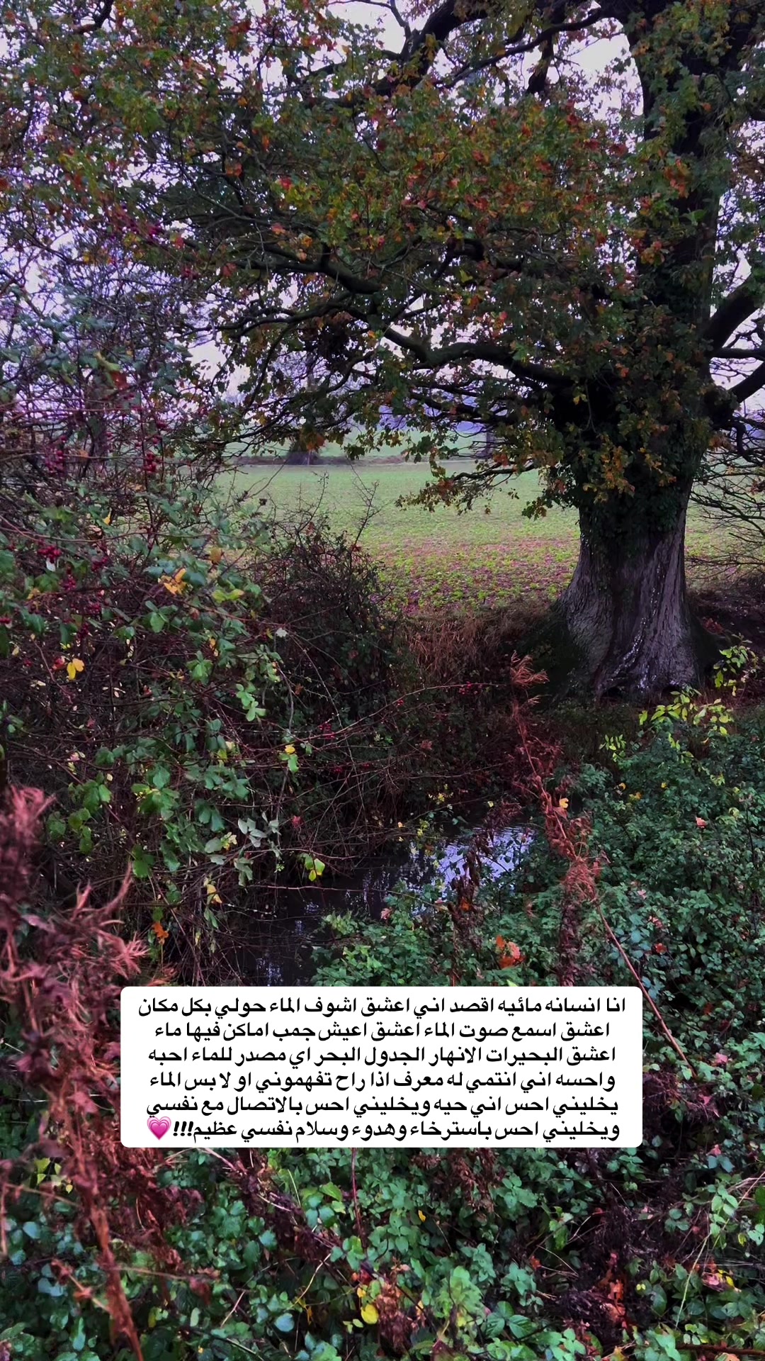 @Machael Alharbi 🧸ྀི