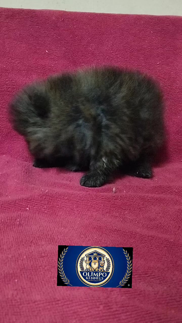 @olimpokennels