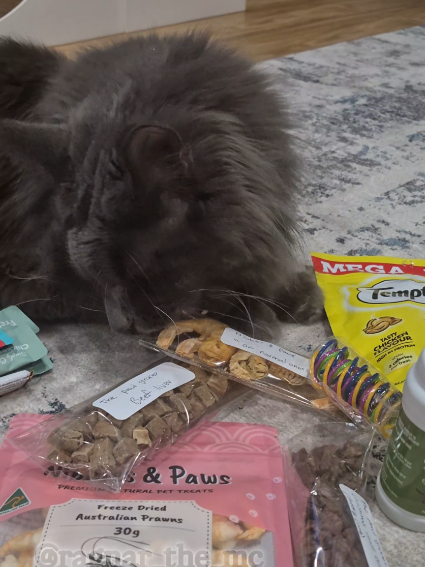 @Ragnar the Maine Coon 🐈