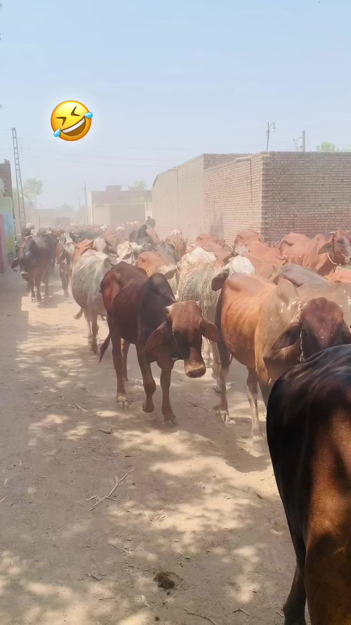 @nazam_joiya853