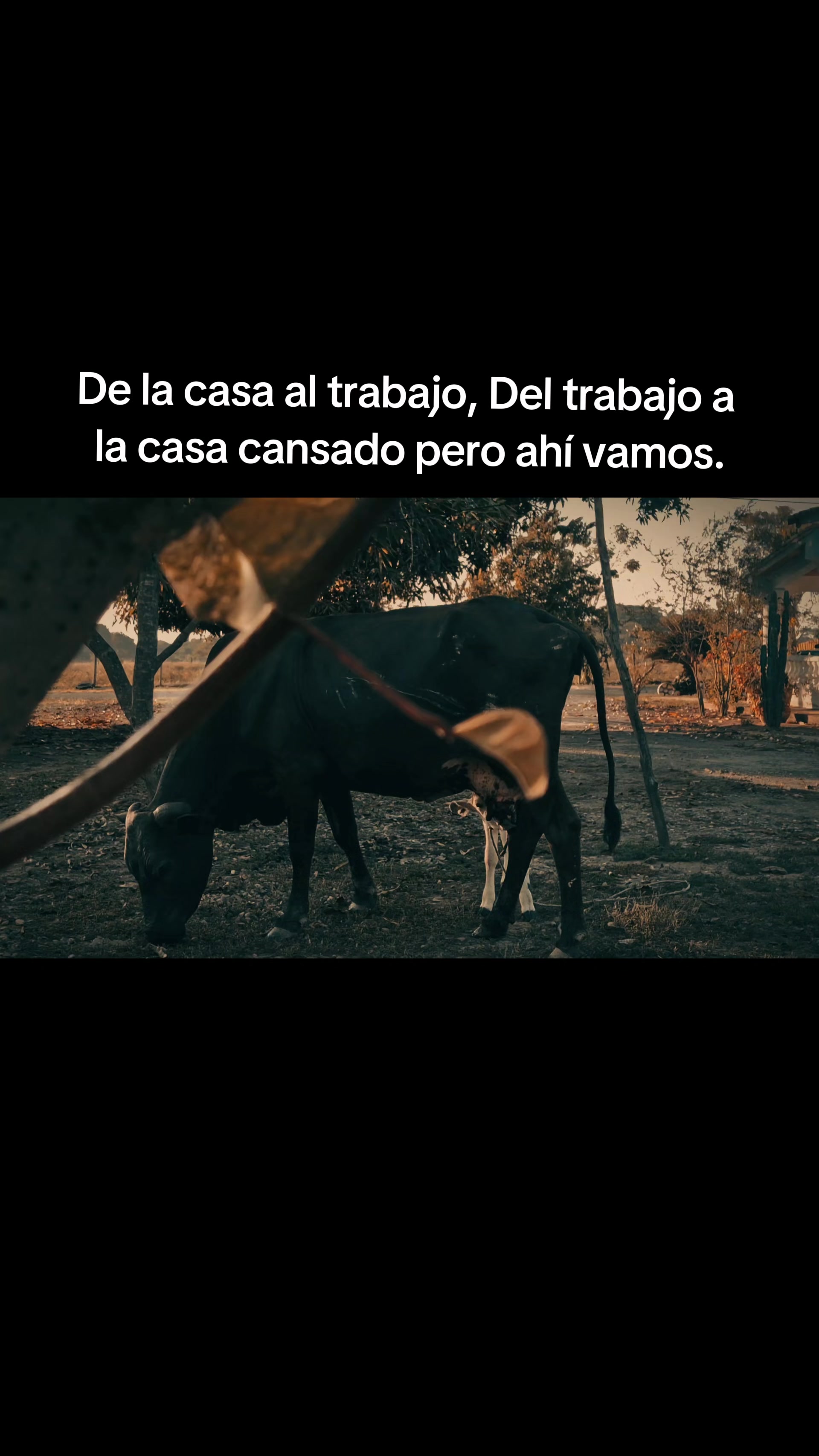 @El-Comis El Rey de la Realidad