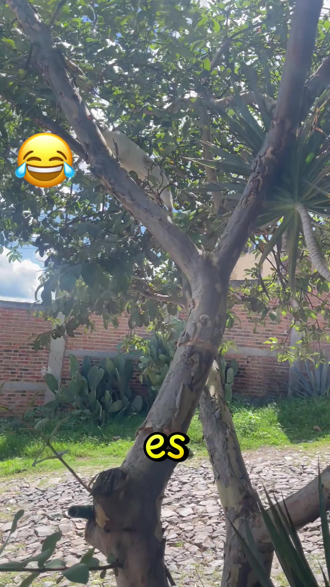 @Severiano VR