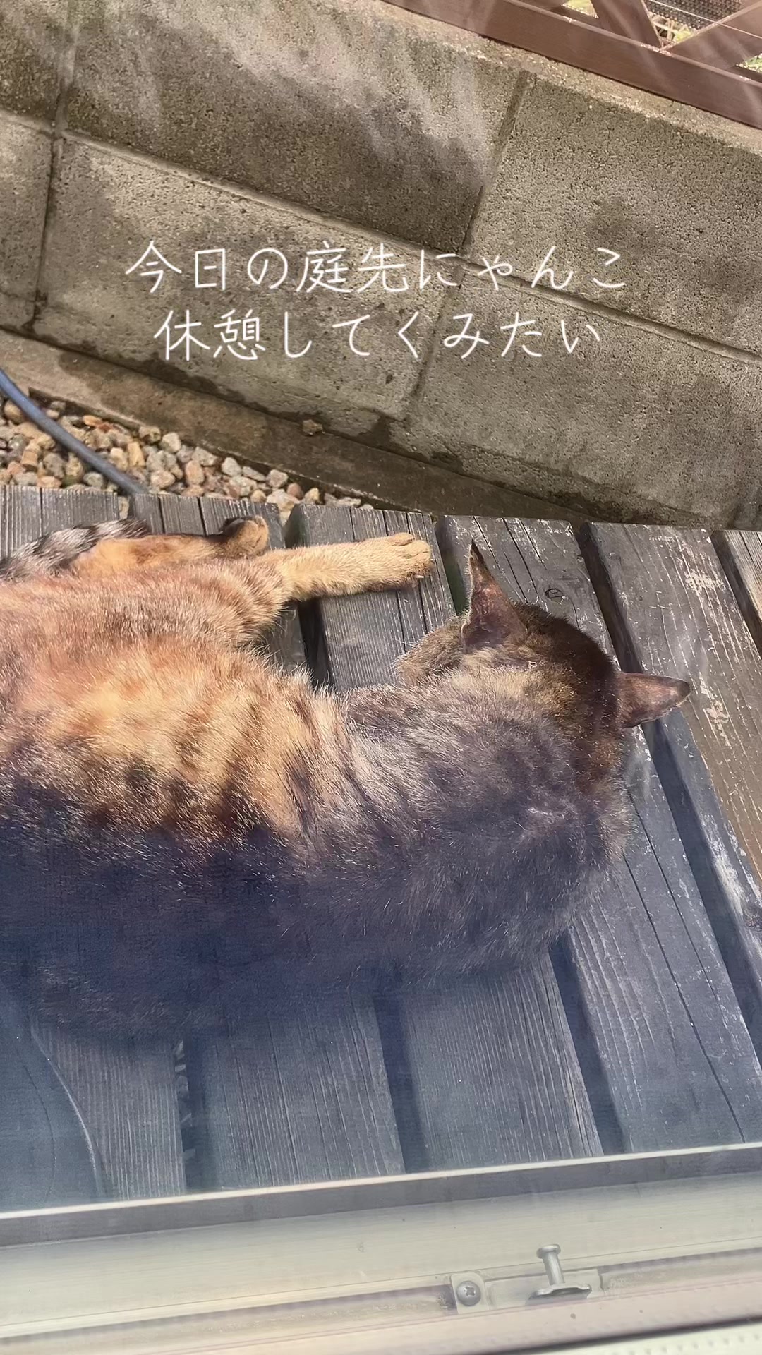 @にゃん⭐︎にゃんZ