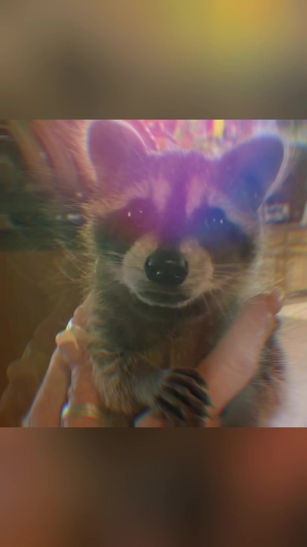 @Raccoon Music Videos