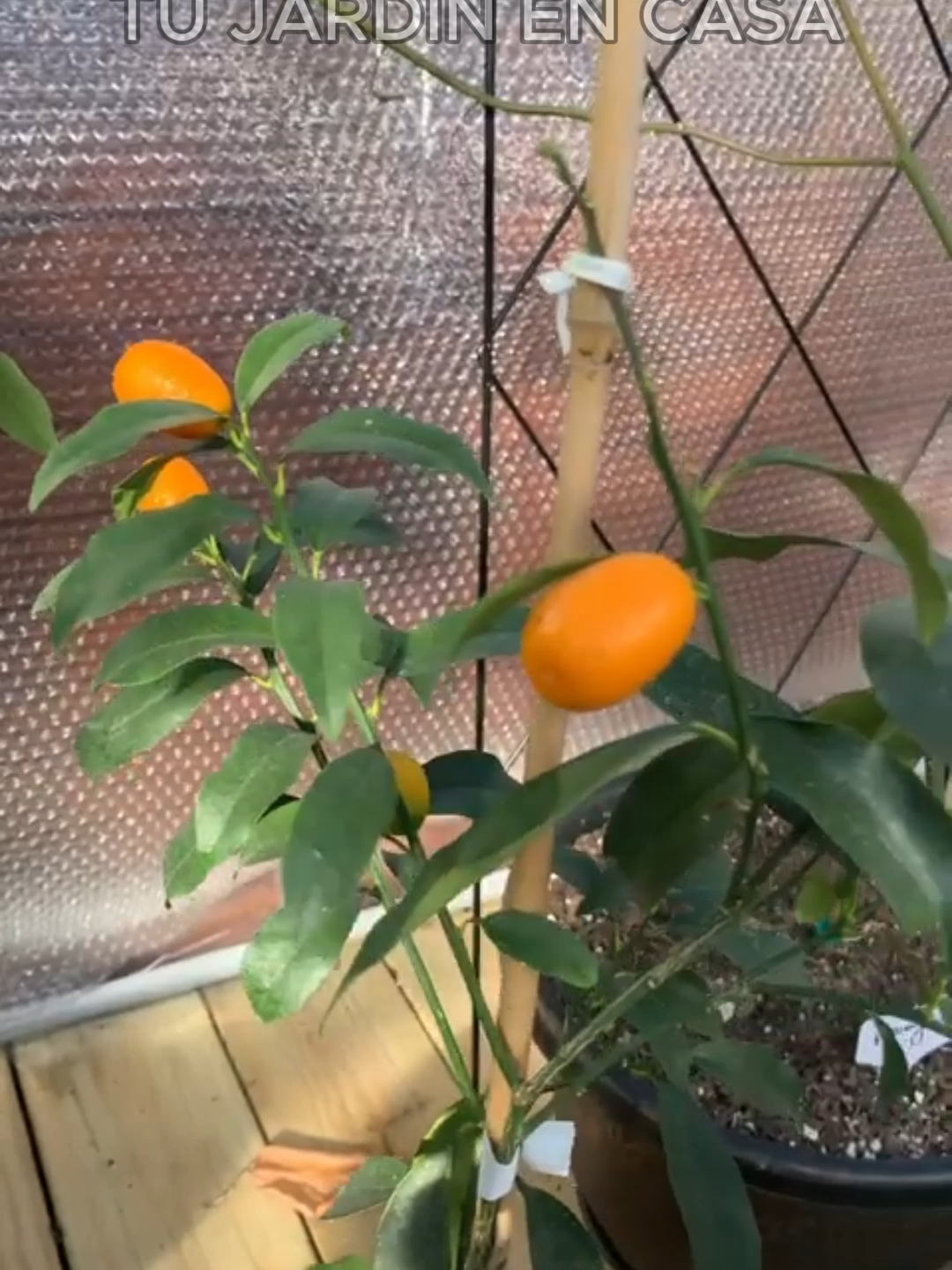 @Tu jard&iacute;n en casa