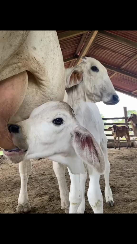 @Juan Anzola 🤠